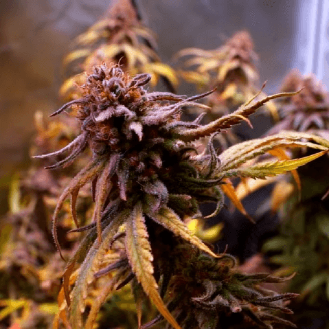 Насіння конопель Double Skunk Fem