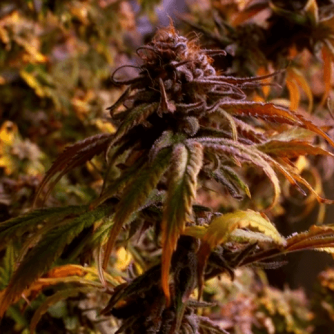 Насіння конопель Double Skunk Fem