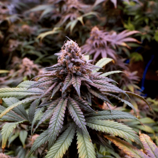 Global Bomb Auto