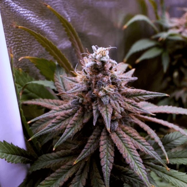 Global Bomb Auto