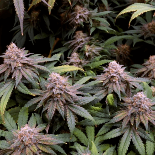 Global Bomb Auto