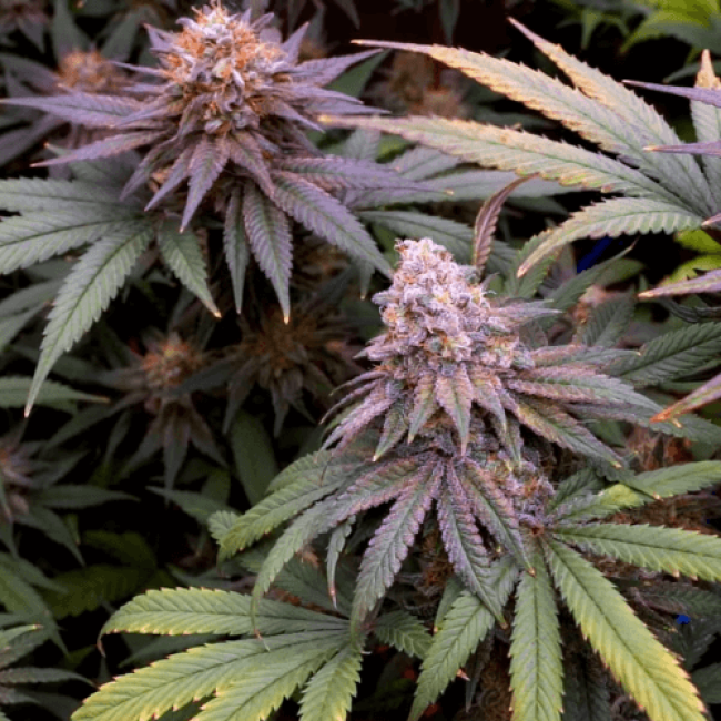 Global Bomb Auto