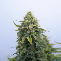 Northern Light Auto Fem