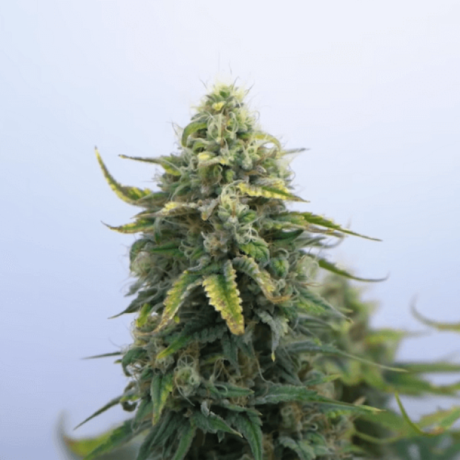 Northern Light Auto Fem