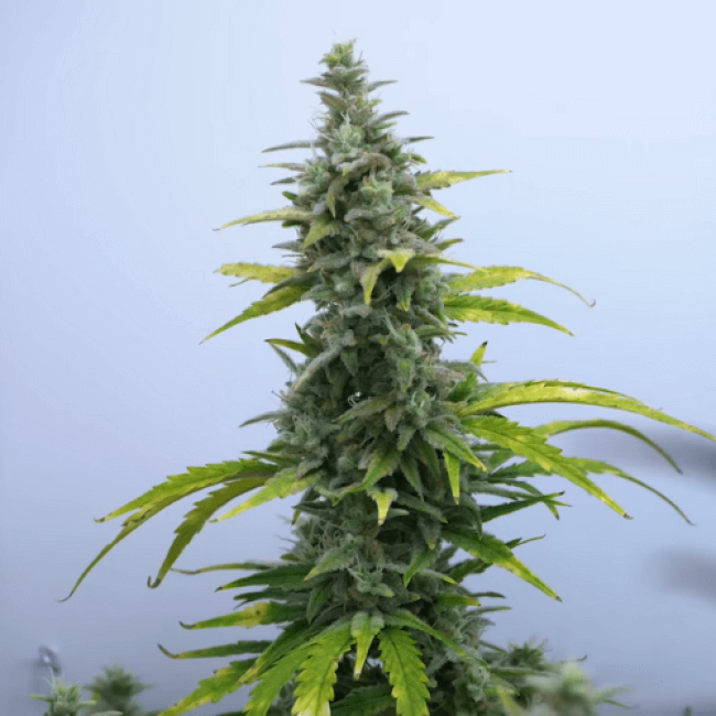 Northern Light Auto Fem