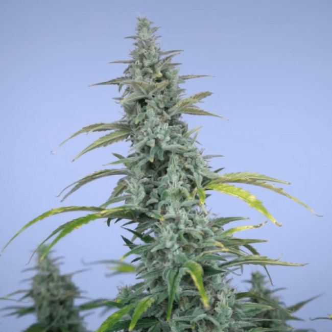Northern Light Auto Fem