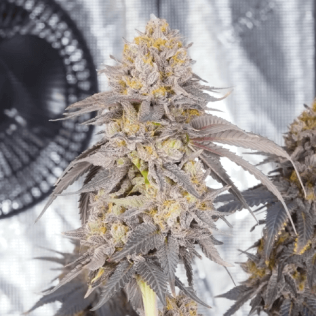 Super Afghan Auto Fem