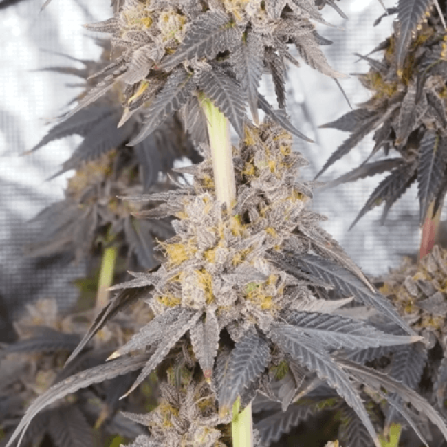 Super Afghan Auto Fem
