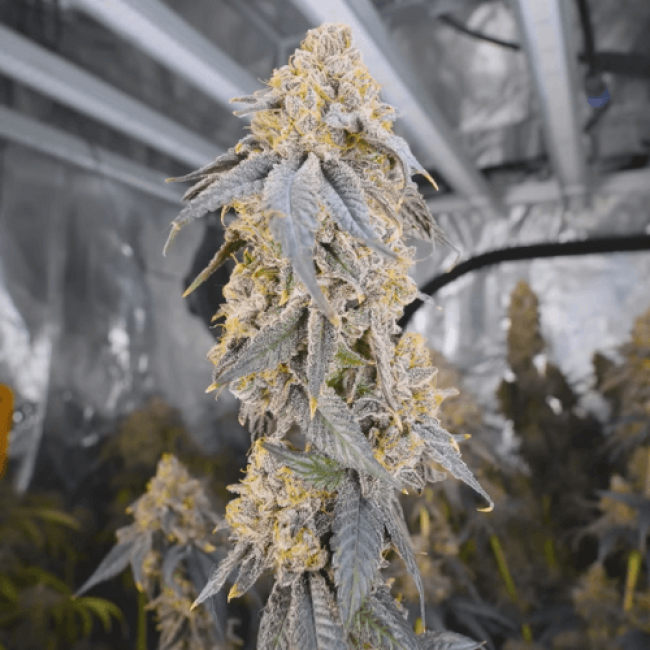 Super Afghan Auto Fem
