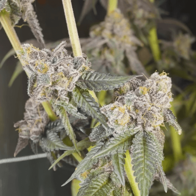 Super Afghan Auto Fem