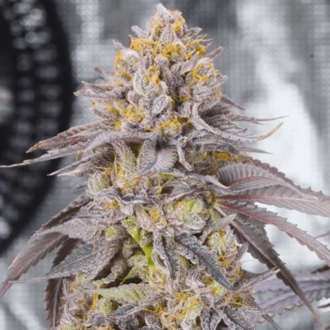 Super Afghan Auto Fem