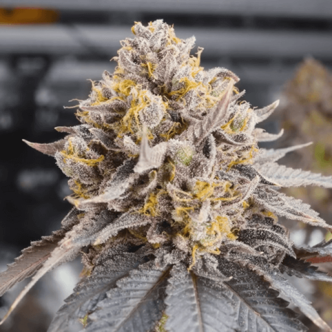 Super Afghan Auto Fem Super Afghan Auto Fem