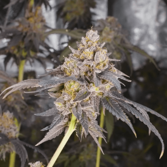 Super Afghan Auto Fem