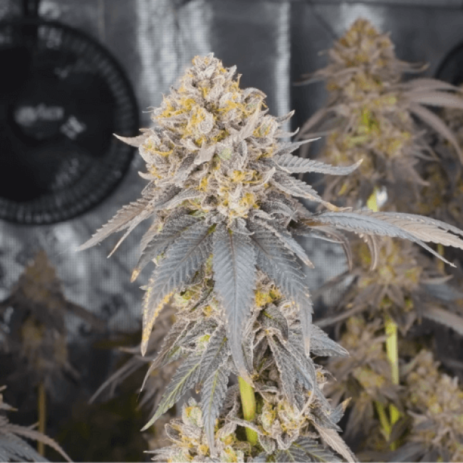 Super Afghan Auto Fem