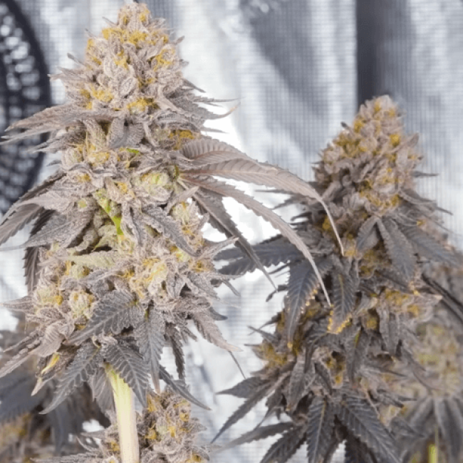 Super Afghan Auto Fem