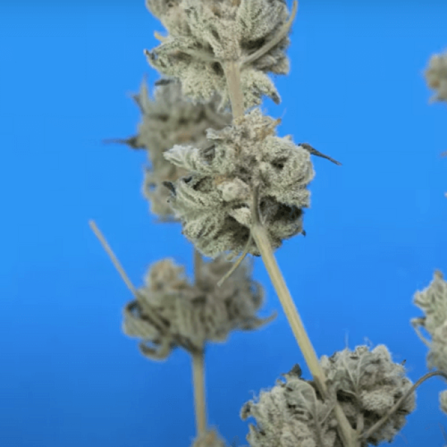 Семена конопли White Widow Auto Fem