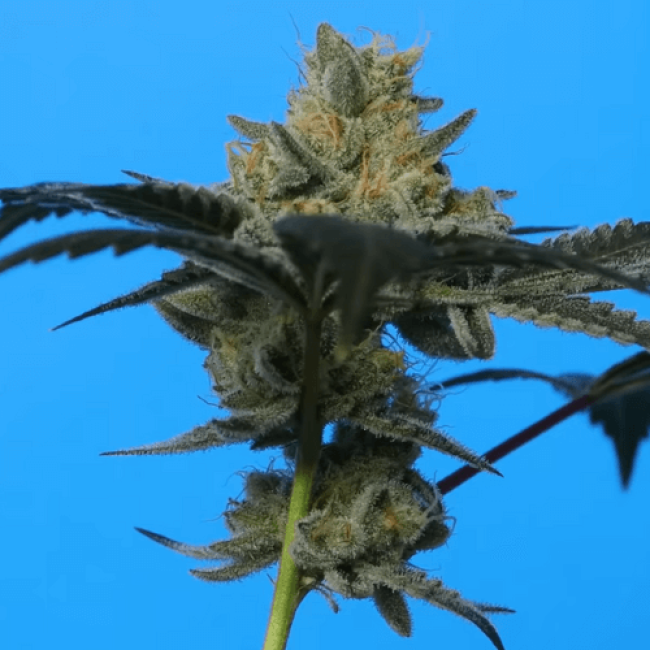 Семена конопли White Widow Auto Fem