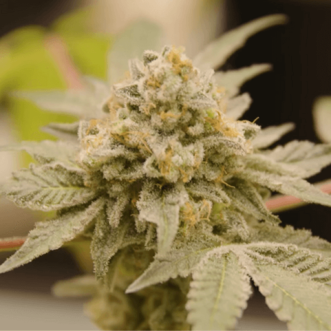 Семена конопли White Widow Auto Fem