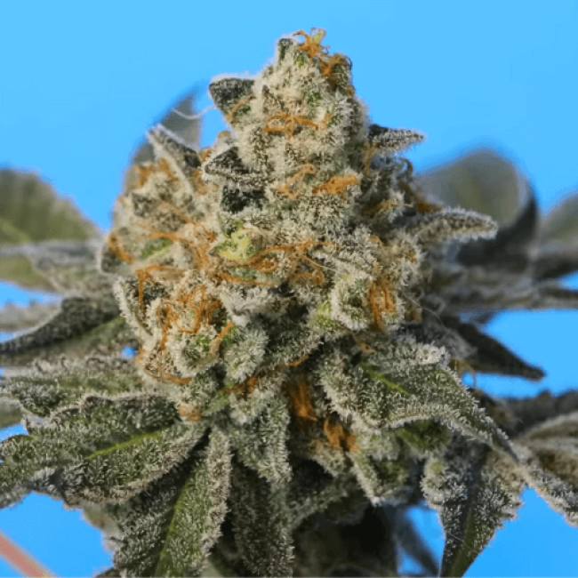 Семена конопли White Widow Auto Fem
