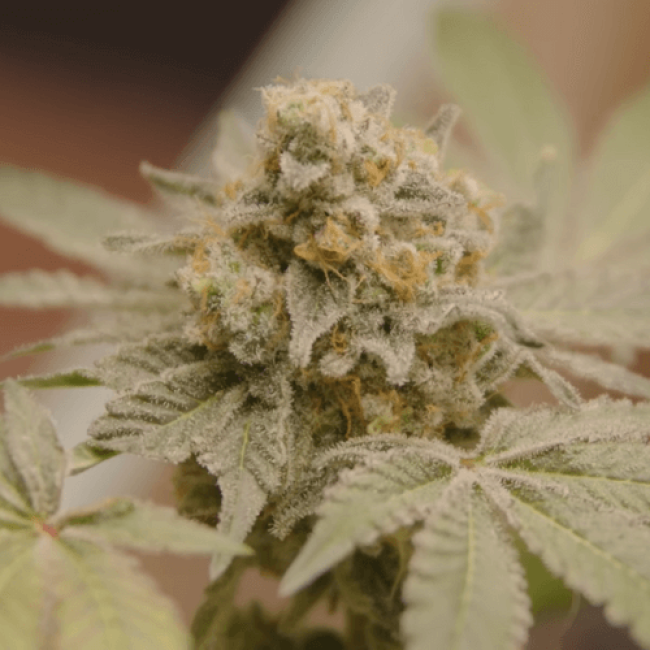 Семена конопли White Widow Auto Fem Семена конопли White Widow Auto Fem