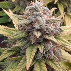 Afghan Skunk Fem