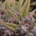 Семена марихуаны Afghan Skunk Fem