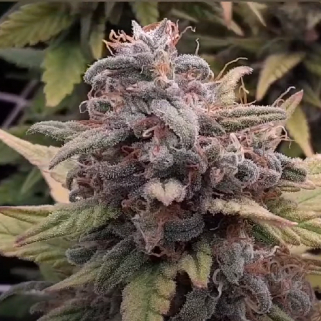 Семена марихуаны Afghan Skunk Fem