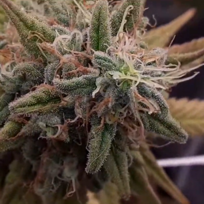 Семена марихуаны Afghan Skunk Fem