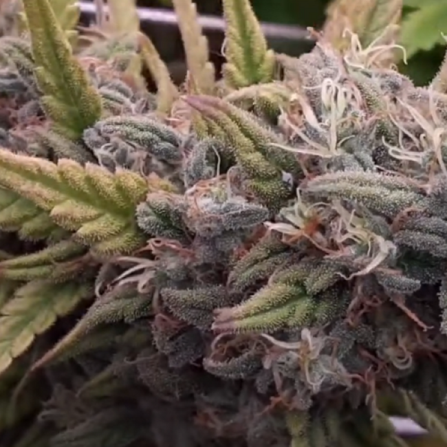 Семена марихуаны Afghan Skunk Fem