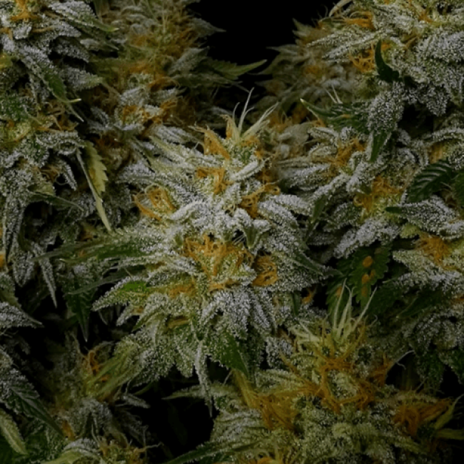 Феминизированные Сорт конопли Ак 47