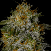 AK 47 Feminised