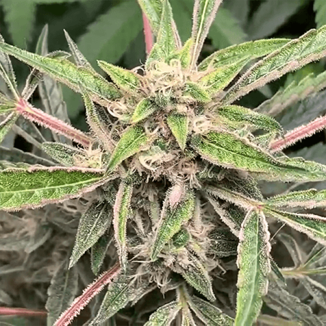 AK 47 Auto Fem