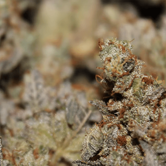 AK 47 Auto Fem