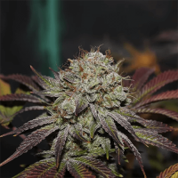 AK 47 Auto Fem