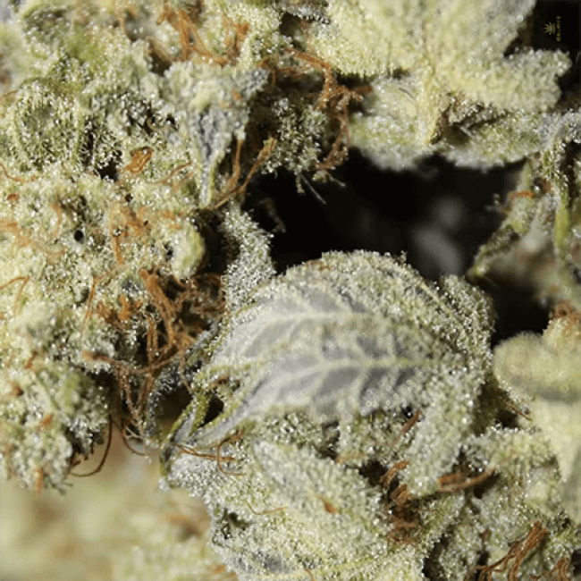 AK 47 Auto Fem