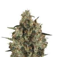 Auto Afghan Mass