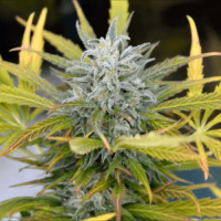Auto AK 49 Feminised