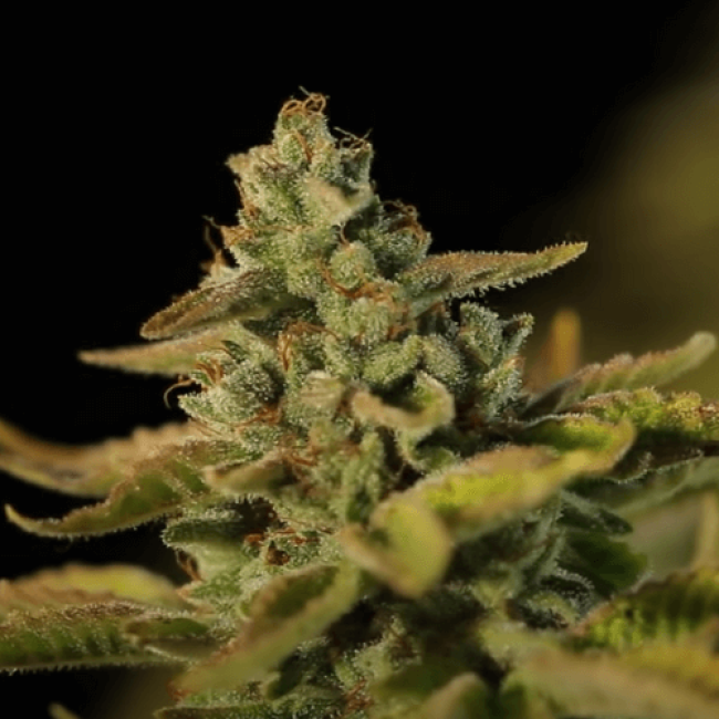 Семена конопли Auto Black D.O.G