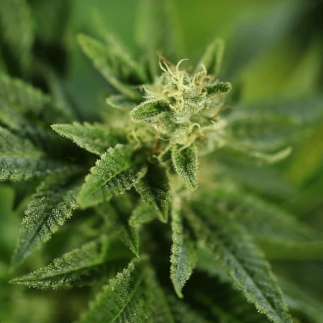 Семена конопли Auto Black D.O.G