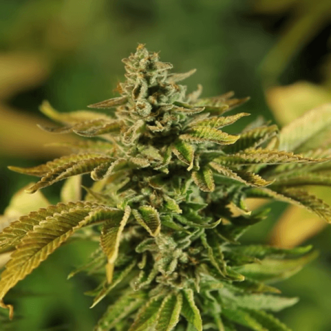 Семена конопли Auto Black D.O.G