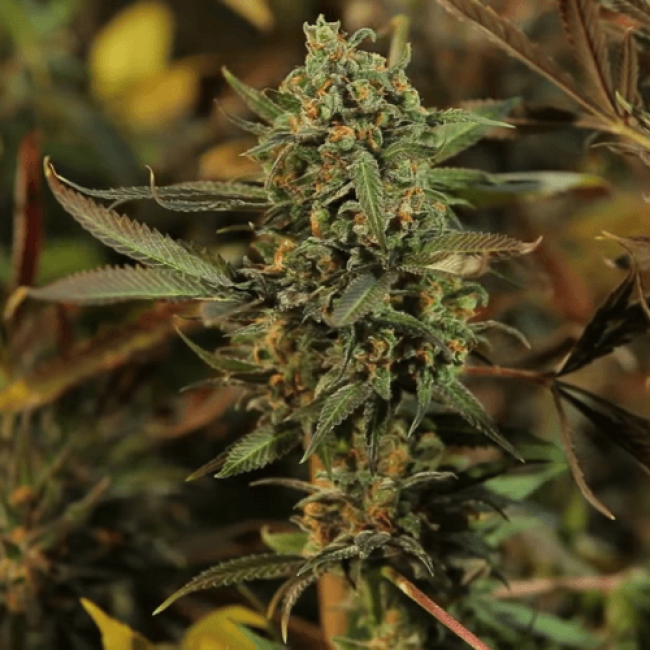 Семена конопли Auto Black D.O.G