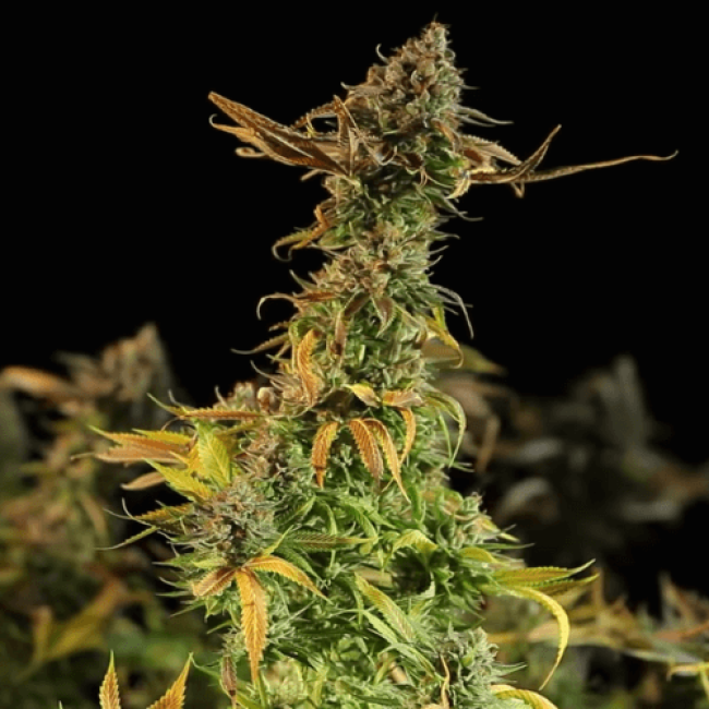 Семена конопли Auto Black D.O.G Семена конопли Auto Black D.O.G