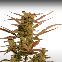 Auto Black Jack Feminised