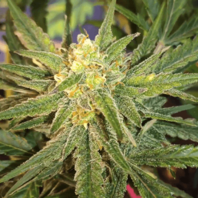 Семена каннабиса Auto Blue Amnesia Fem Семена каннабиса Auto Blue Amnesia Fem