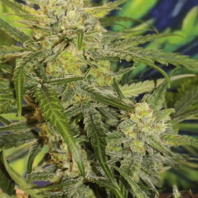 Семена каннабиса Auto Blue Amnesia Fem  
