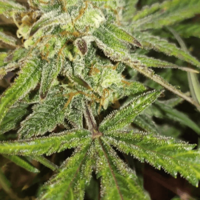 Семена каннабиса Auto Blue Amnesia Fem  