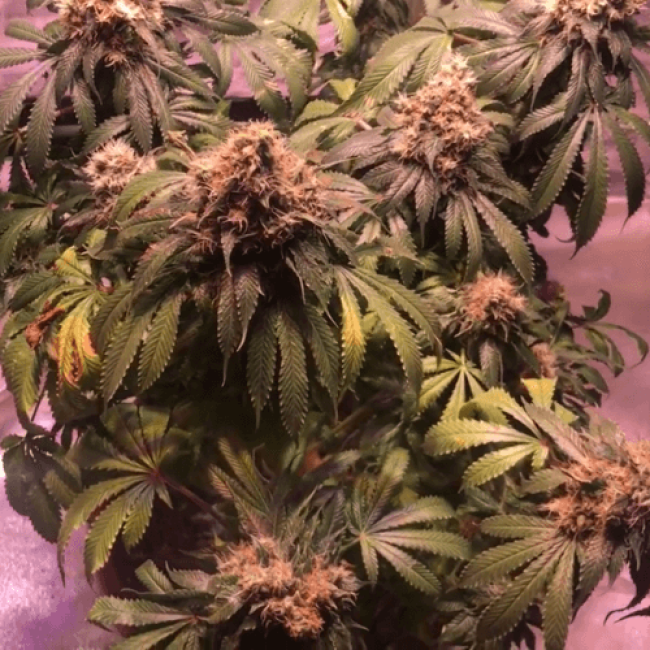 Auto Blue Mystic