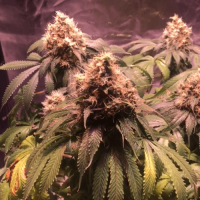 Auto Blue Mystic