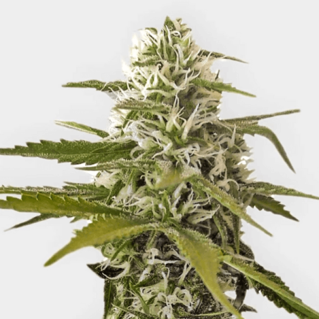 Auto Blue Mystic