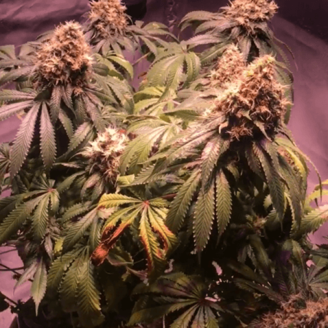 Auto Blue Mystic